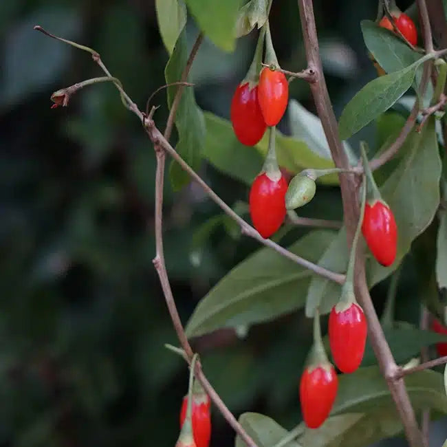BAIE DE GOJI - LYCIET DE BARBARIE / POT DE 3 L