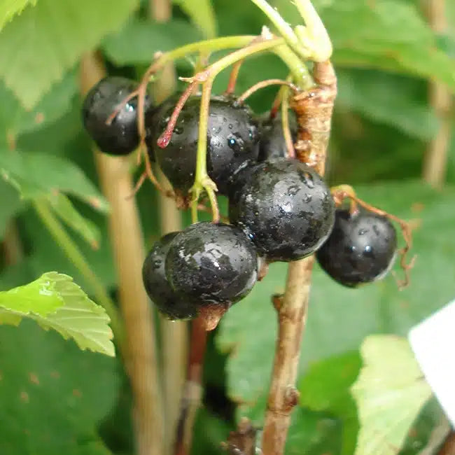 CASSISSIER 'ANDEGA' - RIBES NIGRUM / POT DE 3 L