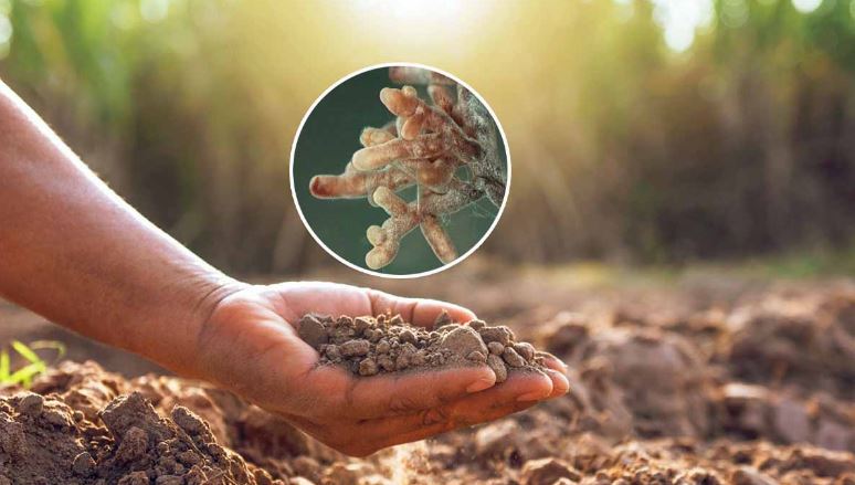 MYCOBIOMIX pour semis, repiquage, plantes potagères et plantes à fleurs en RETRAIT DRIVE