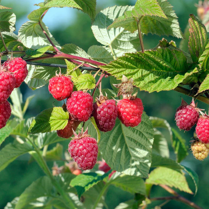 FRAMBOISIER REMONTANT 'HERITAGE' - RUBUS IDAEUS / POT DE 3 L