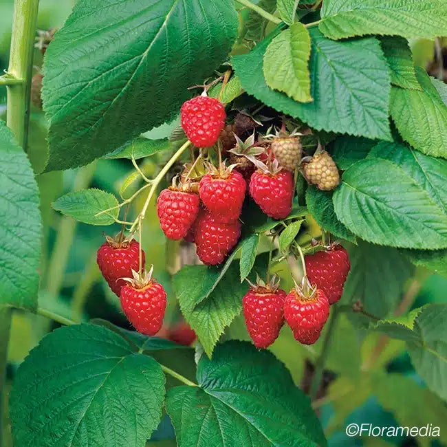 FRAMBOISIER NON REMONTANT 'TULAMEEN' - RUBUS IDAEUS / POT DE 3 L