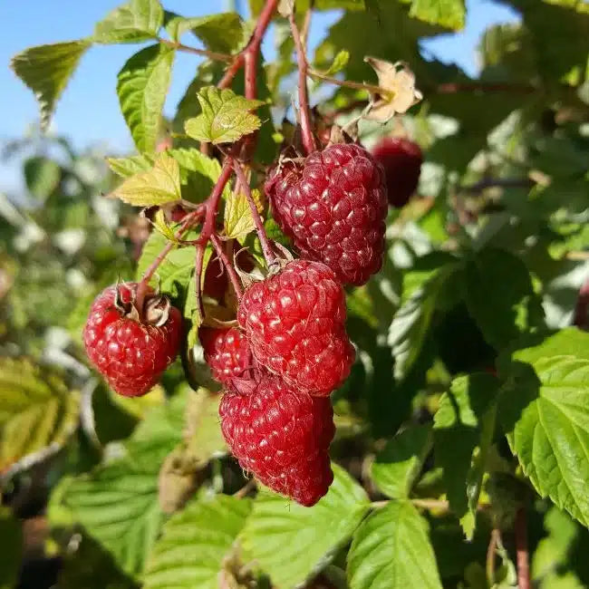 FRAMBOISIER REMONTANT 'PARIS' - RUBUS IDAEUS / POT DE 3 L