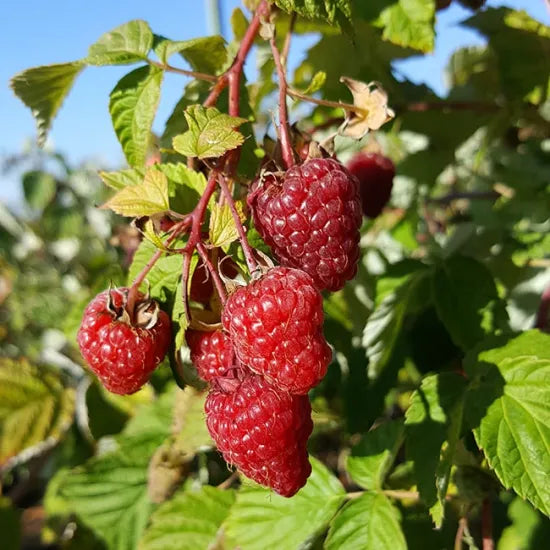 FRAMBOISIER REMONTANT 'ZEVA' - RUBUS IDAEUS / POT DE 3 L