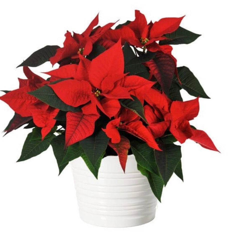 Coupe Poinsettia rouge en fleurs en RETRAIT DRIVE