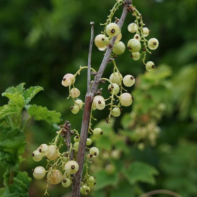 GROSEILLIER À GRAPPES 'VERSAILLAISE BLANCHE' - RIBES RUBRUM / POT DE 3 L