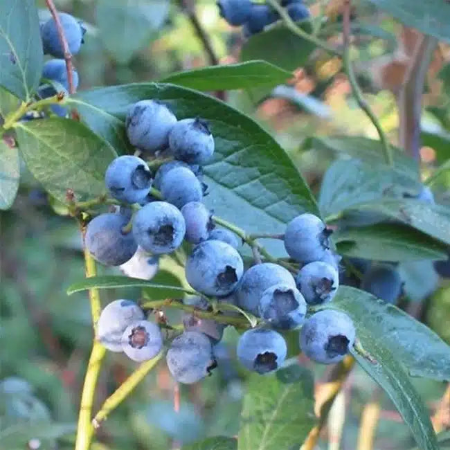 MYRTILLE ARBUSTIVE 'BLUE CROP' - VACCINIUM CORYMBOSUM / POT DE 3 L