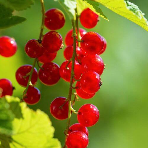 GROSEILLIER À GRAPPES 'LONDON MARKET' - RIBES RUBRUM / POT DE 3 L