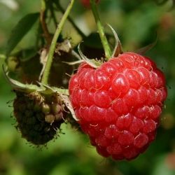 FRAMBOISIER NON REMONTANT 'MALLING PROMISE' - RUBUS IDAEUS / POT DE 3 L