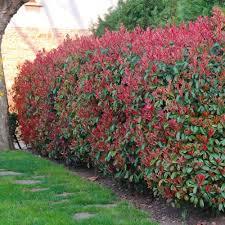 Photinia Fraseri 'Red Robin' H100/125Cm 15L