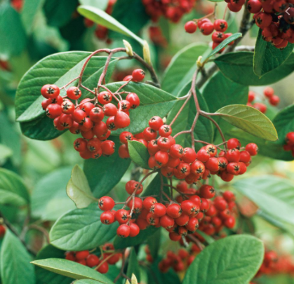 Cotoneaster Lacteus