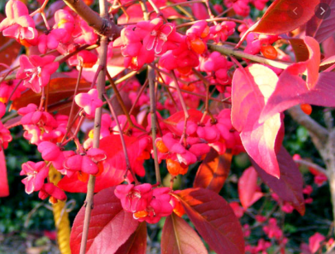 Fusain D'Europe 'Red Cascade'