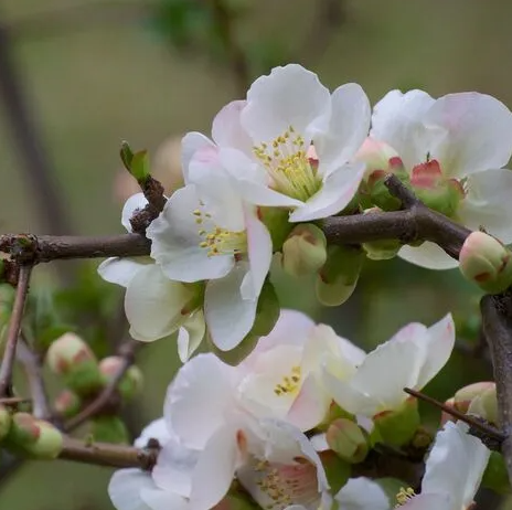 Cognassier Du Japon 'Nivalis'