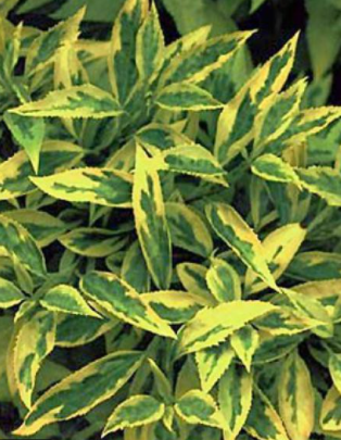 Forsythia Mimosa De Paris 'Golden Times'