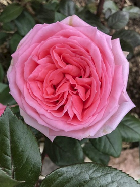 Rosier Moderne 'Fragonard '