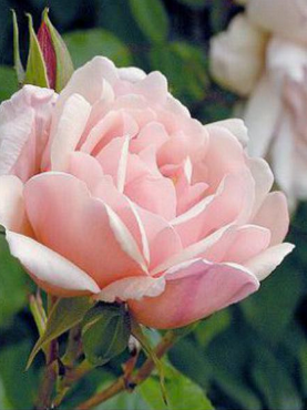 Rosier Liane 'Albertine'