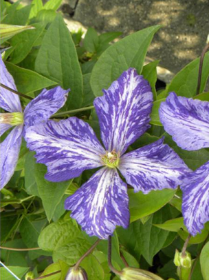 Clématite 'Tie Dye'