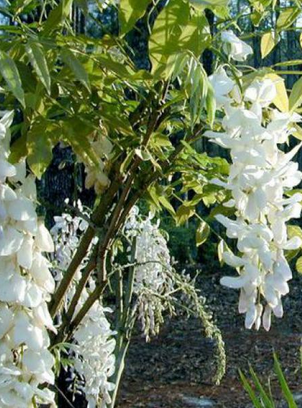 Glycine De Chine 'Alba'