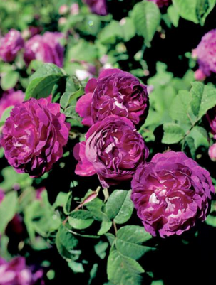 Rosier Ancien Gallique 'Cardinal De Richelieu'