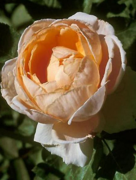 Rosier Thé Moderne 'Abbaye De Cluny'