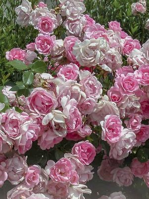 Rosier À Massif 'Bordure Rose '