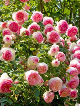 Rosier Grimpant 'Pierre De Ronsard'