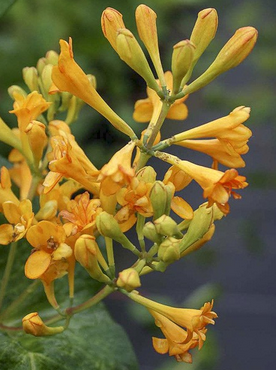 Chèvrefeuille 'Golden Trumpet'