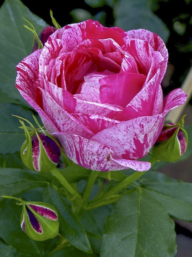 Rosier Moderne 'Henri Matisse '