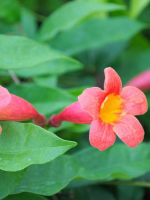 Bignone 'Tangerine Beauty'