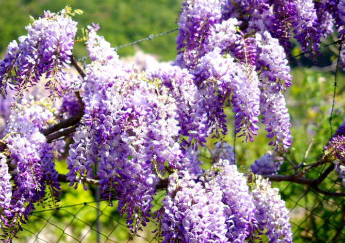 Wisteria Sinensis - Glycine De Chine Bleue - Pot De 3L