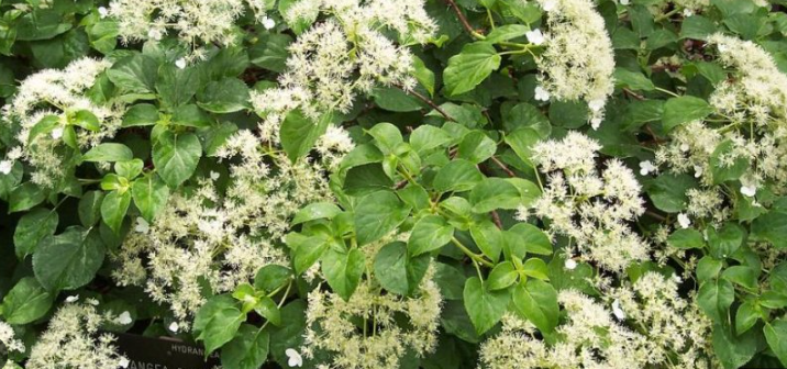 Hydrangea Petiolaris - Hortensia Grimpant - Pot De 3L