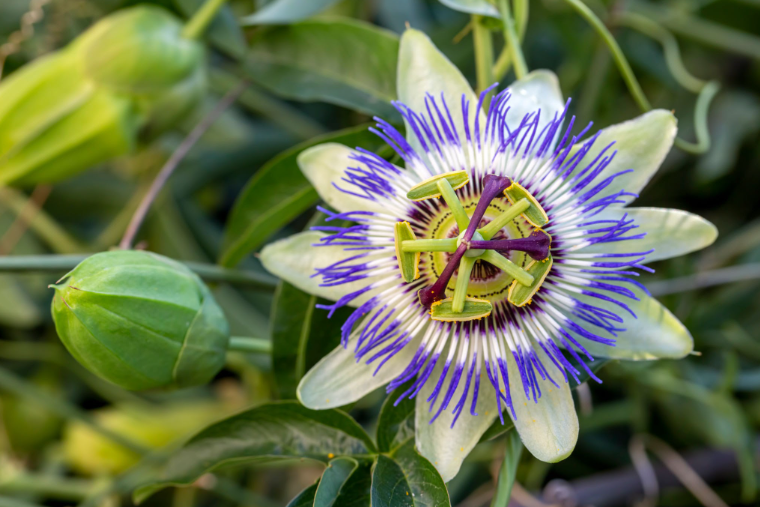 Passiflore Caerulea - Passiflore Bleue - Pot De 3L