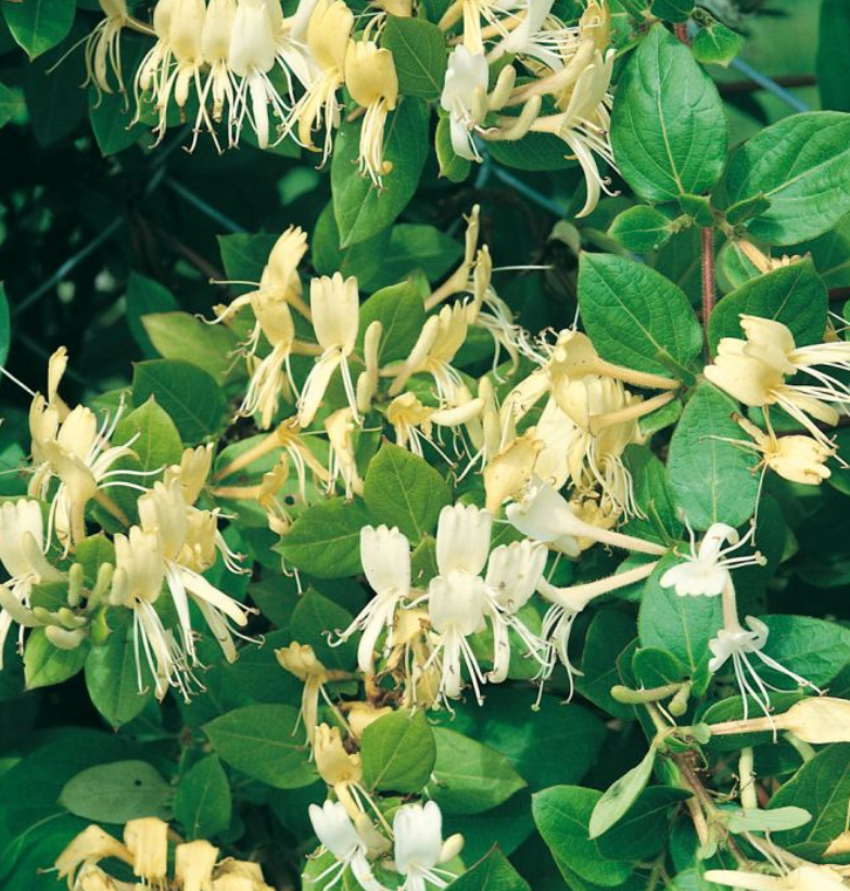 Lonicera Japonica Halliana - Chevrefeuille Du Japon - Pot De 3L