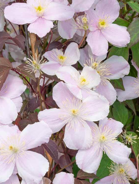 Clématite Montana Mayleen - Clématite Des Montagnes À Petites Fleurs Rose Pâle - Pot De 3L