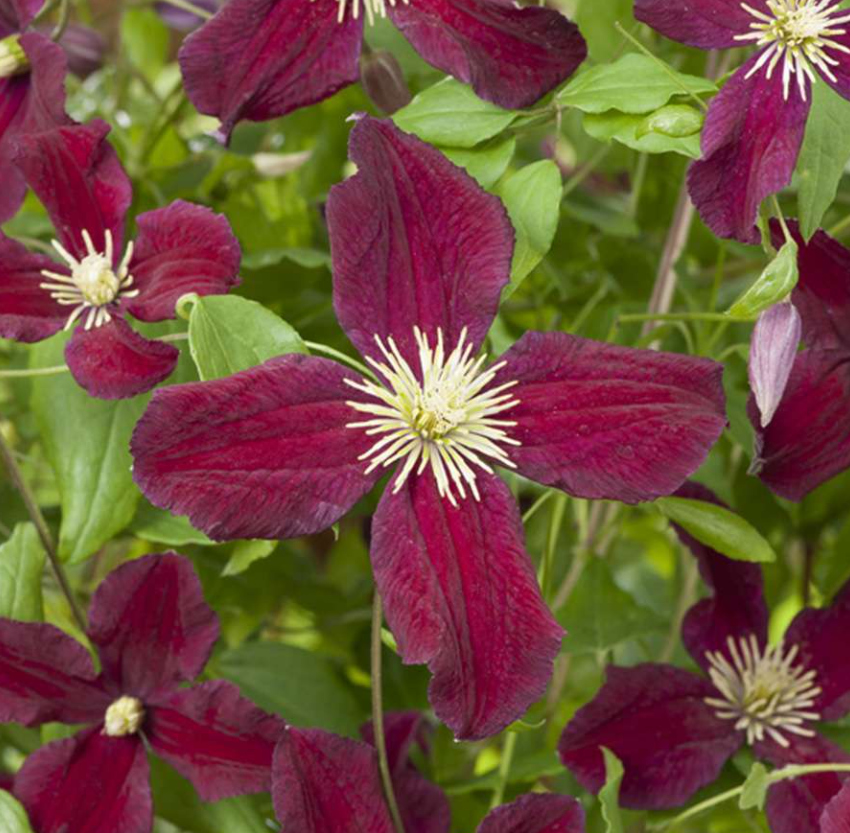 Clématite Burning Love - Clématite À Fleur Rouge Intense - Pot De 3L