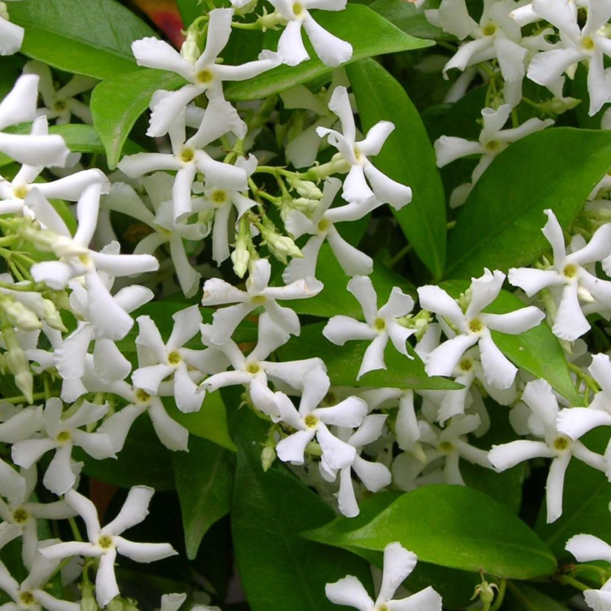 Trachelospermum Jasminoides - Faux Jasmin Très Parfumé - Pot De 3L