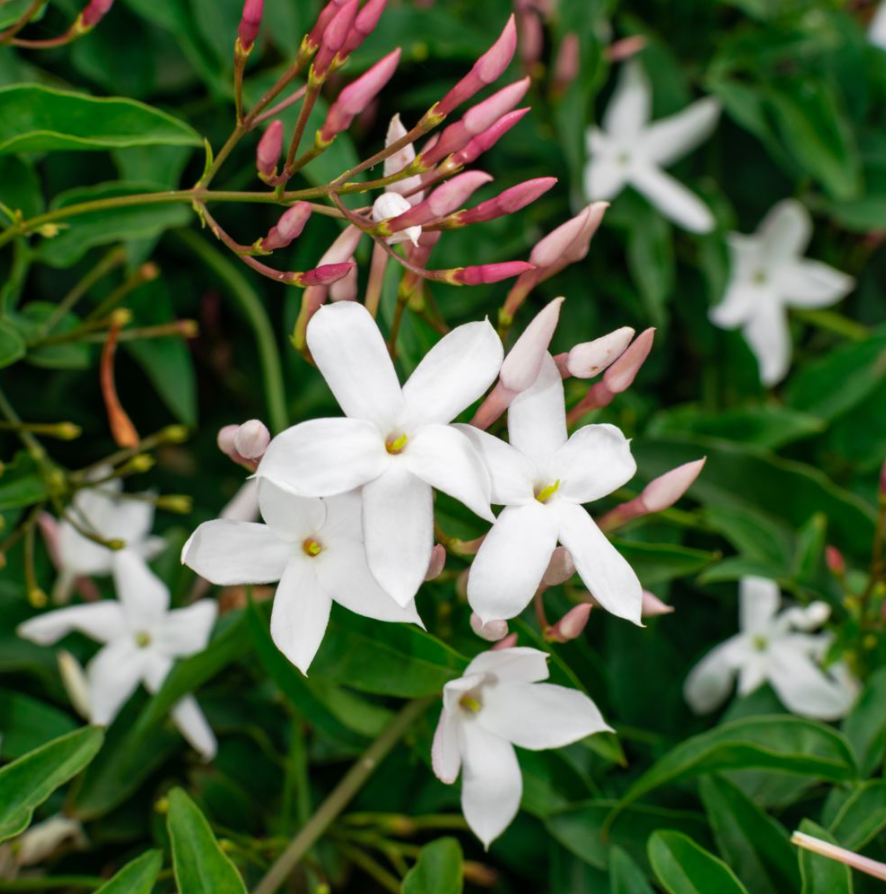 Jasmin Officinalis - Jasmin D'Été Parfumé - Pot De 3L