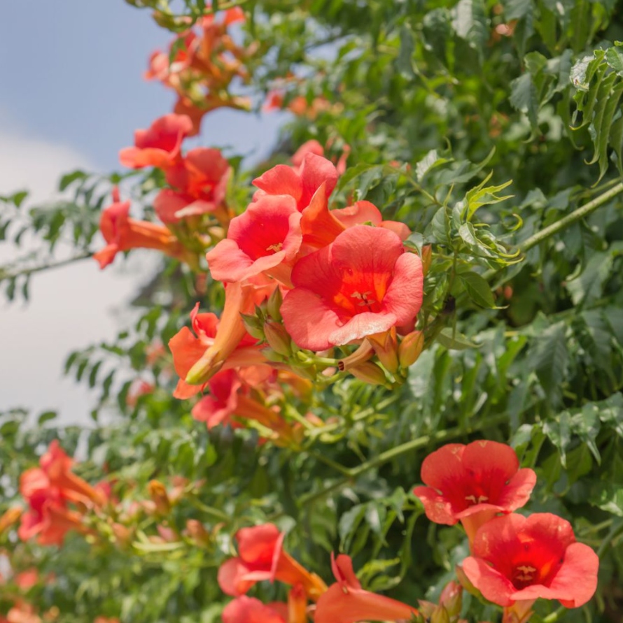 Campsis Madame Galen - Bignone À Fleur En Forme De Trompette Orange Rouge - Pot De 3L