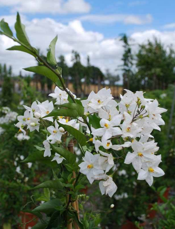 Solanum Jasminoides - Faux Jasmin À Petites Fleurs Étoilées - Pot De 3L