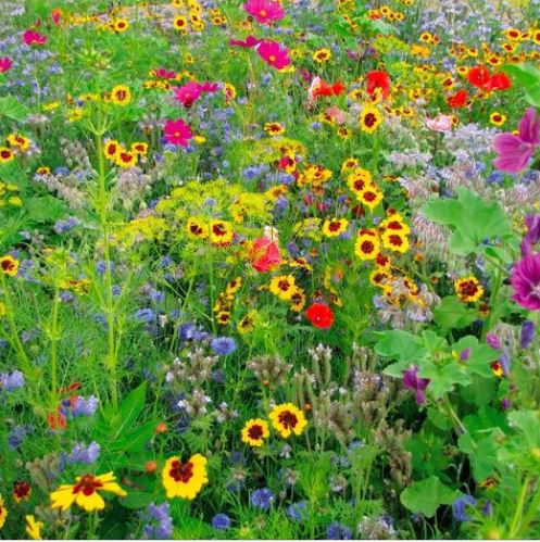 Cultiver des fleurs ayant des propriétés nectarifères, parfumées et aromatiques