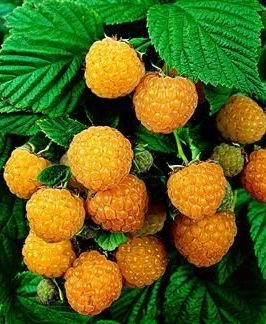 FRAMBOISIER REMONTANT 'FALL GOLD' - RUBUS IDAEUS / POT DE 3 L