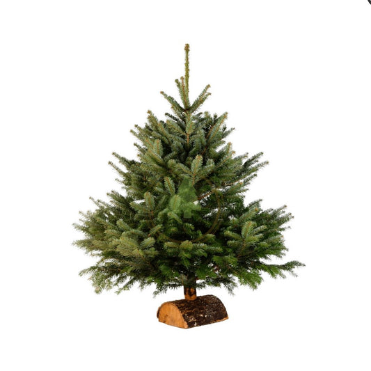 Sapin de Noël Nordman avec bûche 100/125 en RETRAIT DRIVE