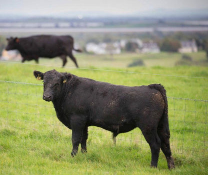 Brisket Black Angus retrait drive
