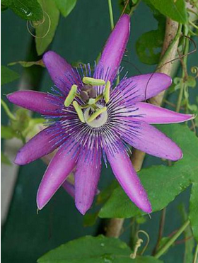 Passiflore 'Lavender Lady'