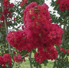 Lilas Des Indes 'Dynamite'